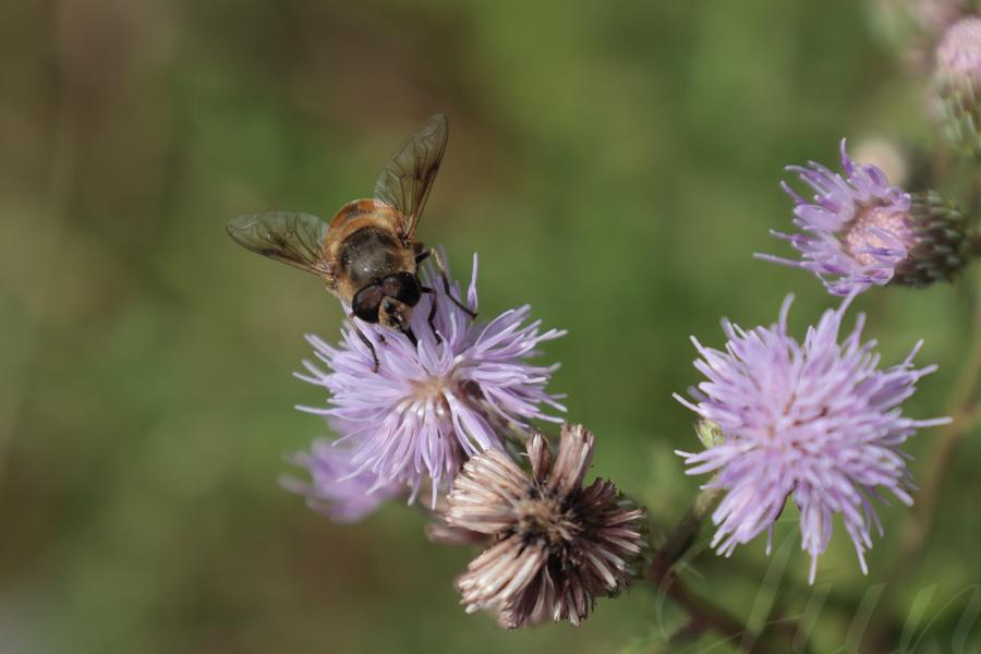 A top-down view on thistle flowers against a green blurry background. Some have already wilted and some others are burgeoning. On the top of a fully deployed light purple flower is a bee that is sucking the precious nectar. It is facing us with its big eyes which looks exactly as the most famous sunglasses made for aviators. 
––––––
Shot with Canon R6 mk2 + RF 24‑105mm f/4‑7.1 on July 2026. 
105mm – 1/640s – f/9 – ISO 320