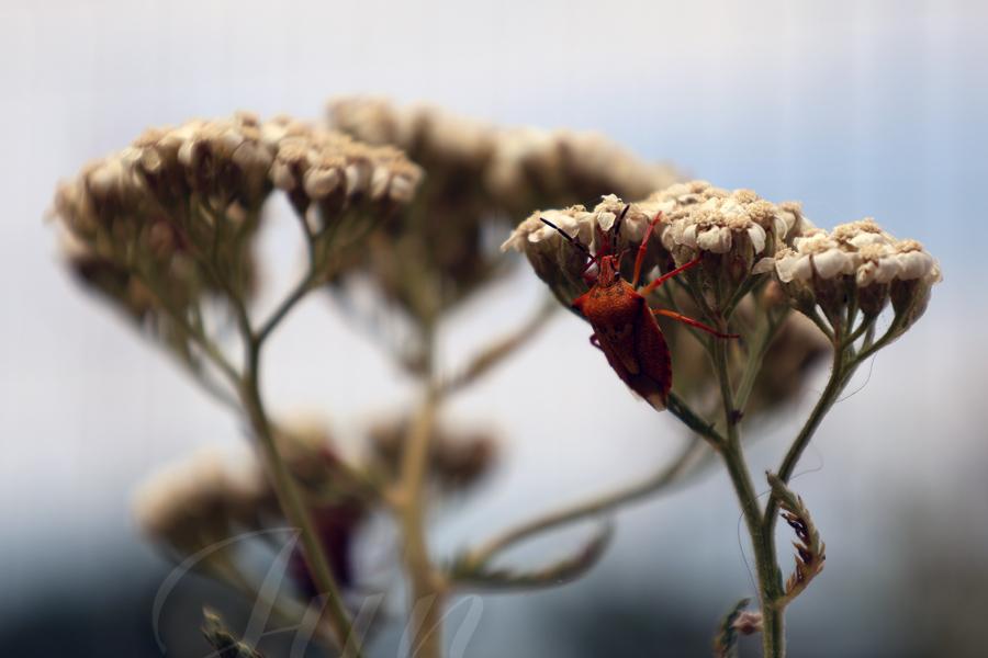 A close-up on a red shield bug that is climbing on the side of a white yarrow. Four more flowers are out of focus behind it and the background is a blueish blur. 
––––––
Shot with Canon R6 mk2 + RF 24‑105mm f/4‑7.1 on July 2026. 
105mm – 1/400s – f/7,1 – ISO 100