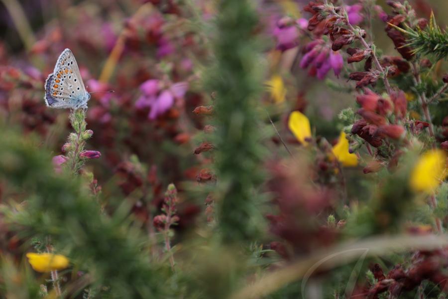 A lovely pale blue butterfly is perched on the tip of a branch in a colorful macro forest made of green spiky branches with yellow flowers of gorse, purple and dark red heather. Some are blurry in the foreground, others create an out of focus background made up of a multitude of colors. 
––––––
Shot with Canon R6 mk2 + RF 24‑105mm f/4‑7.1 on August 2026. 
105mm – 1/200s – f/9 – ISO 320