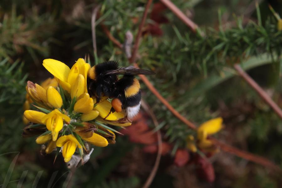 A top-down view on a yellow flourished branch of gorse on which a bumble bee has landed searching for nectar. It has two large golden stripes on its back and a white last one on its bottoms. It has a full pollen basket on its back leg. It is lying on the flower with its head deeply fallen in the flower as if it fell asleep after a hard working day. Hush! Don't tell its boss! 
––––––
Shot with Canon R6 mk2 + RF 24‑105mm f/4‑7.1 on August 2026. 
105mm – 1/1250s – f/22 – ISO 6400
