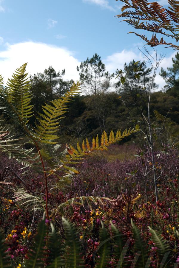 It's a vertical photograph that opens like a window on a peatland. A tall greenish fern is on the left and a young tree with no leaves on the right. The ground is heavily covered by green gorse with yellow flowers and purple heather. Not that far, a dark green pine forest close the background. Above the scene is a blue sky with fluffy white clouds. It looks like planet Earth in the jurassic period, at least, as it was depicted to us. But don't worry for me, i didn't met dinosaurs (actually, yes, there were two lizards…) not even the Baskerville hound! 
––––––
Shot with Canon R6 mk2 + RF 24‑105mm f/4‑7.1 on August 2026. 
48mm – 1/1000s – f/22 – ISO 1250