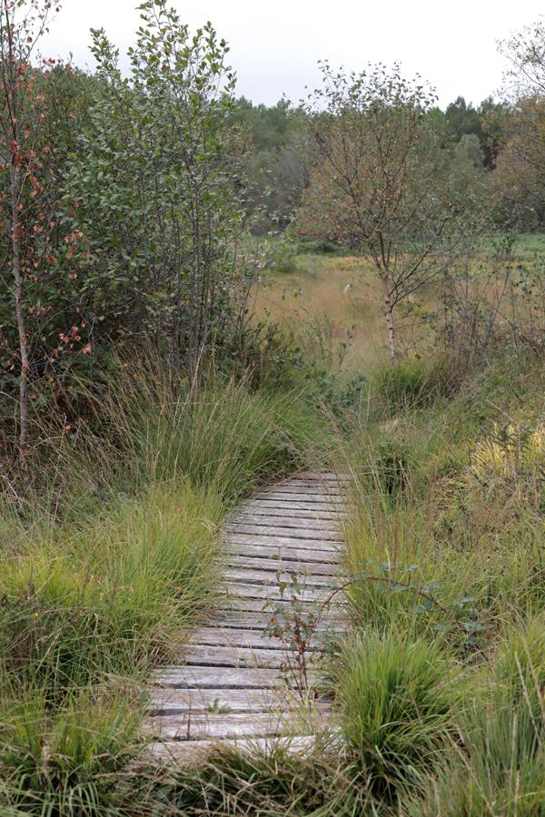 In the peatland, a walkway made of wooden planks winds its way over a muddy pool which is invisible due to a lush but quite low vegetation. There are two young birch trees nearby. In the background is a pine forest and the sky is cloudy grey. 
––––––
Shot with Canon R6 mk2 + RF 24‑105mm f/4‑7.1 on August 2026. 
60mm – 1/640s – f/9 – ISO 1250