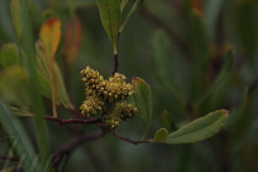 A close-up on bog-myrtle inflorescences in the middle of a green bush. Not yet opened flowers look like grapes of little pointed pears, golden-greenish colored. Dark red thin branches are spiraling from behind and end with some green leaves that are shaped like elongated water drops with teeth at the tip. I could smell a delicate fragrance wafting from those bushes. I'm glad i discovered this plant, it's beautiful and it has a very sweat smell, 'will had to my wishlist! 
––––––
Shot with Canon R6 mk2 + RF 24‑105mm f/4‑7.1 on August 2026. 
105mm – 1/600s – f/7,1 – ISO 1250