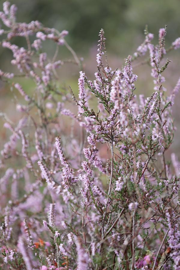 A side view on Calluna bushes that fulfil the picture from the ground up. There are multitude of sprigs of light pink flowers and tiny dark green leaves everywhere, so many that you don't know where to watch! In the surroundings, there was yellow gorse, pink and purple heather, green leaves and grass, bees, butterflies, singing birds, all those accompagnied by a subtle perfume… A true paradise! 
––––––
Shot with Canon R6 mk2 + RF 24‑105mm f/4‑7.1 on August 2026. 
105mm – 1/1000s – f/7,1 – ISO 1250