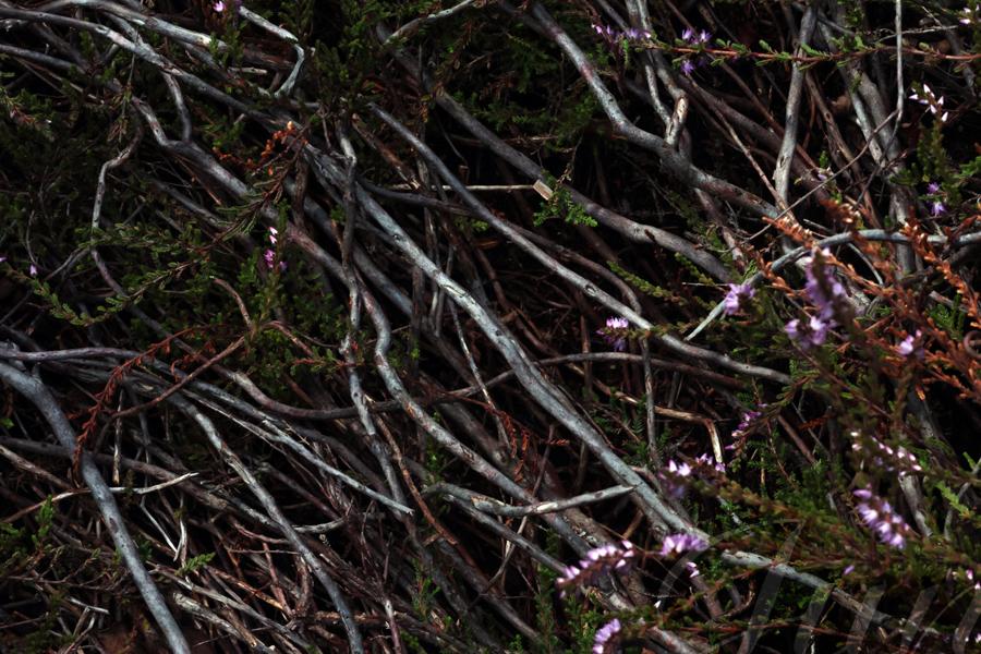 A top-down view on a very high density bundle of thin grey aerial roots that run diagonally across the image. Small branches of heather with green leaves of pink flowers are also intricated in this mess. 
––––––
Shot with Canon R6 mk2 + RF 24‑105mm f/4‑7.1 on August 2026. 
105mm – 1/1250s – f/22 – ISO 6400