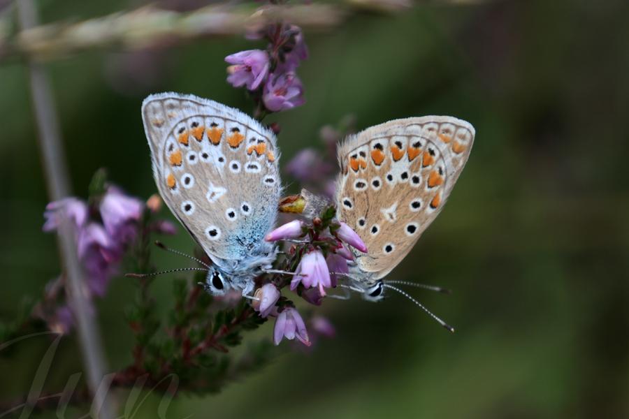 A close-up an a branch of purple heather where two butterflies of the same species landed symmetrically on either side. So they have the same pattern on ther wings except that one of them is mostly blue and the other one is rather beige. 
––––––
Shot with Canon R6 mk2 + RF 24‑105mm f/4‑7.1 on August 2026. 
105mm – 1/640s – f/9 – ISO 1250