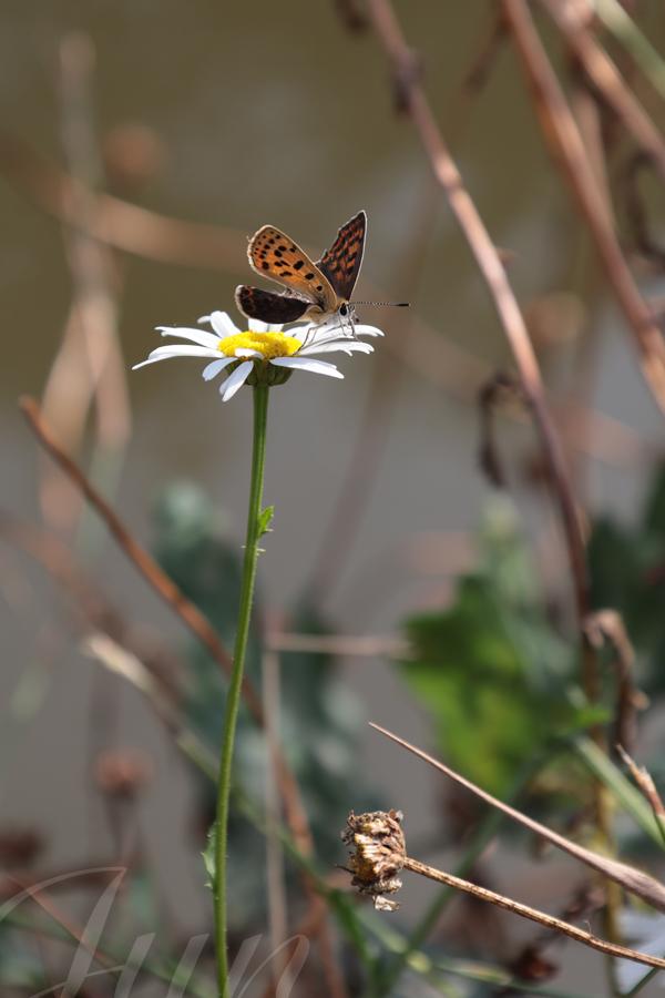 On the bank of a river, a brown butterfly is perched on the top of a very tall white daisy. There are some dried stems behind and a few large green leaves out of focus. Unlike usual, the butterfly is not facing the heart of the flower in search for the precious nectar. On the contrary, it turns his back on it to watch the surroundings as it was a sentinel scouting from its watchtower. 
––––––
Shot with Canon R6 mk2 + RF 24‑105mm f/4‑7.1 on July 2026. 
105mm – 1/320s – f/9 – ISO 320
