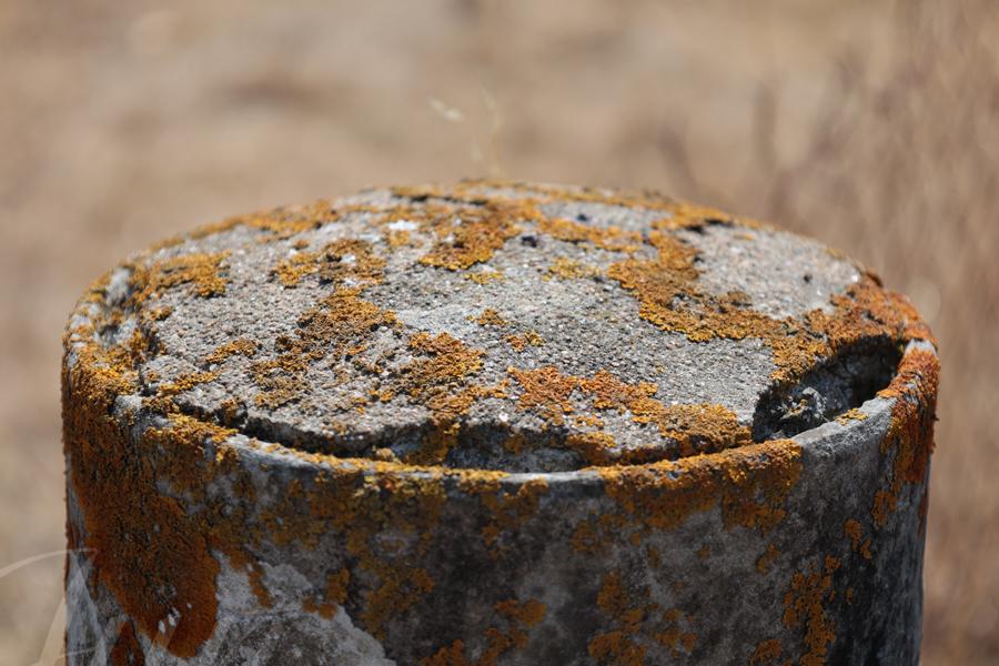 An old concrete pole covered with white, grey and yellow moss against a dried grass blurry background. It is topped by a fitted piece with broken parts on the edges which leave two almond shape holes so it looks like a cartoonesque character hidden in the pole, spying on something. 
––––––
Shot with Canon R6 mk2 + RF 24‑105mm f/4‑7.1 on August 2026. 
105mm – 1/320s – f/7,1 – ISO 100